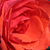 Portocaliu - Trandafir teahibrid - Ondella
